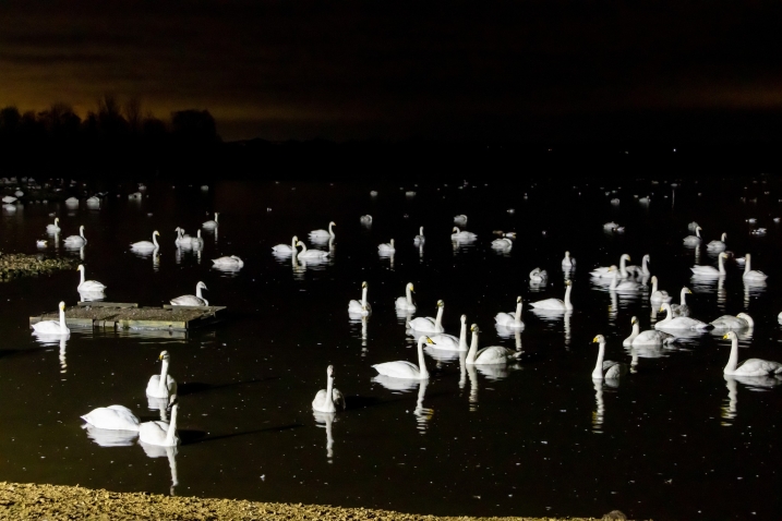 Whooper swans at WWT Martin Mere with floodlights